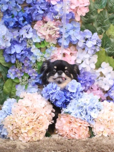 20250607ルナちゃん